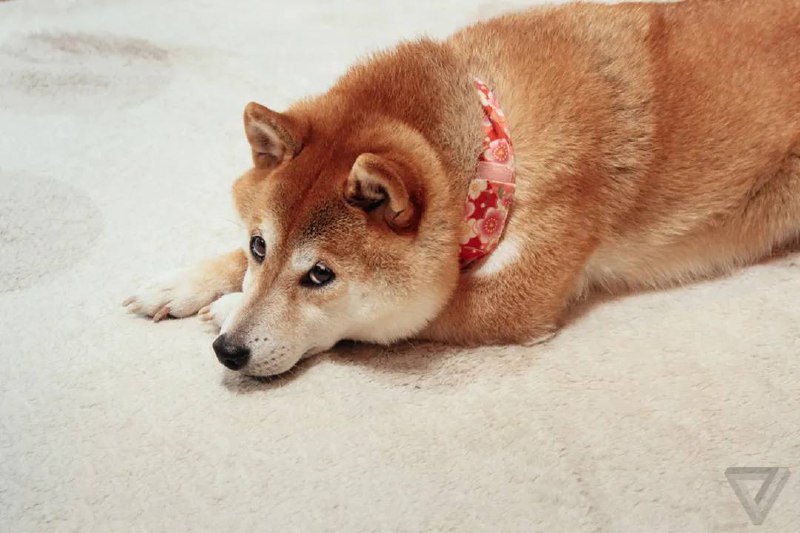 经典Meme Doge狗的原型于周五离世根据它的主人在 Instagram 上发布的消息，Kabosu 去世时已经 18 岁了